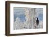 Black woodpecker male perched on tree, Kuusamo, Finland-Markus Varesvuo-Framed Photographic Print