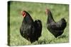Black Wyandotte Chicken Cock and Hen, Domestic Fowl-null-Stretched Canvas