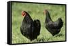 Black Wyandotte Chicken Cock and Hen, Domestic Fowl-null-Framed Stretched Canvas