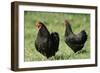 Black Wyandotte Chicken Cock and Hen, Domestic Fowl-null-Framed Photographic Print