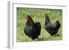 Black Wyandotte Chicken Cock and Hen, Domestic Fowl-null-Framed Photographic Print