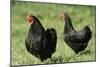 Black Wyandotte Chicken Cock and Hen, Domestic Fowl-null-Mounted Photographic Print