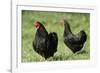 Black Wyandotte Chicken Cock and Hen, Domestic Fowl-null-Framed Photographic Print