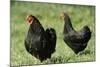 Black Wyandotte Chicken Cock and Hen, Domestic Fowl-null-Mounted Photographic Print