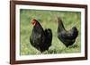 Black Wyandotte Chicken Cock and Hen, Domestic Fowl-null-Framed Photographic Print