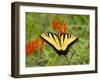 Black Yellow Butterfly I-Kathy Mansfield-Framed Photographic Print