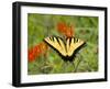 Black Yellow Butterfly I-Kathy Mansfield-Framed Photographic Print