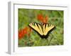 Black Yellow Butterfly I-Kathy Mansfield-Framed Photographic Print