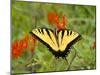 Black Yellow Butterfly I-Kathy Mansfield-Mounted Photographic Print