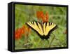 Black Yellow Butterfly I-Kathy Mansfield-Framed Stretched Canvas