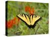 Black Yellow Butterfly I-Kathy Mansfield-Stretched Canvas