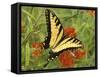 Black Yellow Butterfly II-Kathy Mansfield-Framed Stretched Canvas