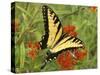 Black Yellow Butterfly II-Kathy Mansfield-Stretched Canvas