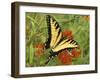 Black Yellow Butterfly II-Kathy Mansfield-Framed Photographic Print