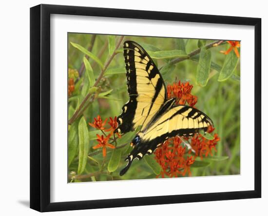Black Yellow Butterfly II-Kathy Mansfield-Framed Photographic Print