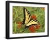 Black Yellow Butterfly II-Kathy Mansfield-Framed Photographic Print