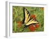 Black Yellow Butterfly II-Kathy Mansfield-Framed Photographic Print