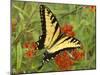 Black Yellow Butterfly II-Kathy Mansfield-Mounted Photographic Print