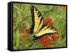 Black Yellow Butterfly II-Kathy Mansfield-Framed Stretched Canvas