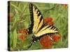 Black Yellow Butterfly II-Kathy Mansfield-Stretched Canvas