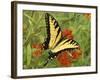 Black Yellow Butterfly II-Kathy Mansfield-Framed Photographic Print