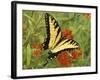 Black Yellow Butterfly II-Kathy Mansfield-Framed Photographic Print
