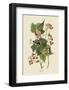 Black & Yellow Warblers-John James Audubon-Framed Art Print