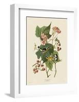 Black & Yellow Warblers-John James Audubon-Framed Art Print