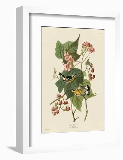 Black & Yellow Warblers-John James Audubon-Framed Art Print