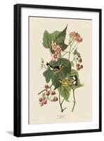 Black & Yellow Warblers-John James Audubon-Framed Art Print