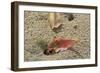 Blackback Land Crab (Gecarcinus Lateralis) Dragging Leaf into Burrow, Barbados-Adrian Davies-Framed Photographic Print