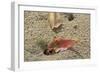 Blackback Land Crab (Gecarcinus Lateralis) Dragging Leaf into Burrow, Barbados-Adrian Davies-Framed Photographic Print