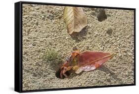 Blackback Land Crab (Gecarcinus Lateralis) Dragging Leaf into Burrow, Barbados-Adrian Davies-Framed Stretched Canvas