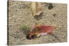 Blackback Land Crab (Gecarcinus Lateralis) Dragging Leaf into Burrow, Barbados-Adrian Davies-Stretched Canvas