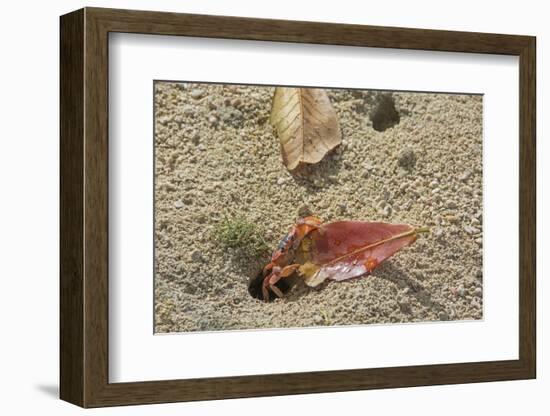 Blackback Land Crab (Gecarcinus Lateralis) Dragging Leaf into Burrow, Barbados-Adrian Davies-Framed Photographic Print