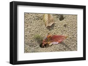 Blackback Land Crab (Gecarcinus Lateralis) Dragging Leaf into Burrow, Barbados-Adrian Davies-Framed Photographic Print