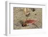 Blackback Land Crab (Gecarcinus Lateralis) Dragging Leaf into Burrow, Barbados-Adrian Davies-Framed Photographic Print