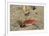 Blackback Land Crab (Gecarcinus Lateralis) Dragging Leaf into Burrow, Barbados-Adrian Davies-Framed Photographic Print