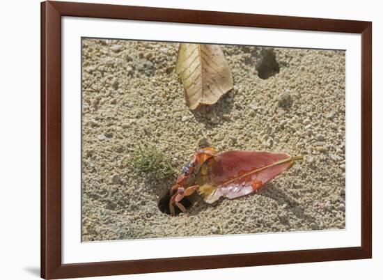 Blackback Land Crab (Gecarcinus Lateralis) Dragging Leaf into Burrow, Barbados-Adrian Davies-Framed Photographic Print