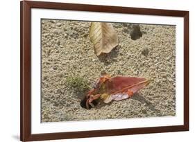 Blackback Land Crab (Gecarcinus Lateralis) Dragging Leaf into Burrow, Barbados-Adrian Davies-Framed Photographic Print