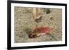 Blackback Land Crab (Gecarcinus Lateralis) Dragging Leaf into Burrow, Barbados-Adrian Davies-Framed Photographic Print