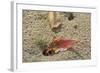 Blackback Land Crab (Gecarcinus Lateralis) Dragging Leaf into Burrow, Barbados-Adrian Davies-Framed Photographic Print