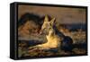 Blackbacked Jackal at Dawn-Paul Souders-Framed Stretched Canvas