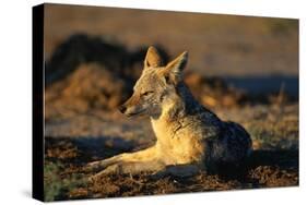 Blackbacked Jackal at Dawn-Paul Souders-Stretched Canvas