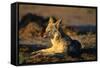 Blackbacked Jackal at Dawn-Paul Souders-Framed Stretched Canvas