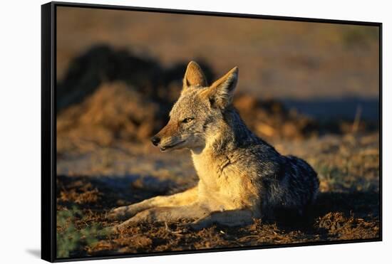 Blackbacked Jackal at Dawn-Paul Souders-Framed Stretched Canvas