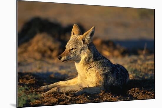 Blackbacked Jackal at Dawn-Paul Souders-Mounted Photographic Print