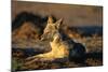 Blackbacked Jackal at Dawn-Paul Souders-Mounted Photographic Print