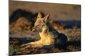 Blackbacked Jackal at Dawn-Paul Souders-Mounted Photographic Print