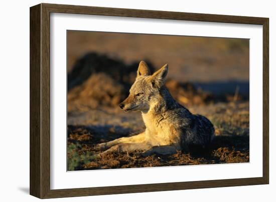 Blackbacked Jackal at Dawn-Paul Souders-Framed Photographic Print